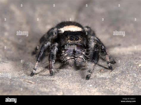 Regal Jumping Spider Phyddipus Regius Female Largest Species Of