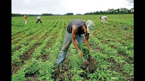 La Crisis En El Sector Agrario De La Libertad Profundiza La