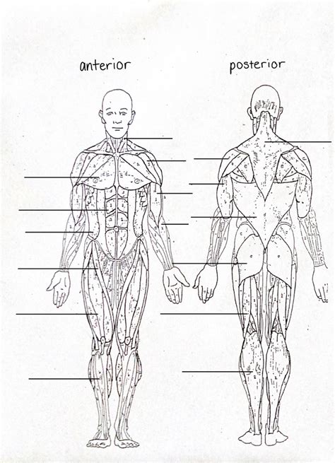 Muscular System Diagram | Quizlet