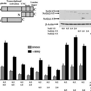 Deletion Mapping Of Nrf And Identification Of Domain S Required For