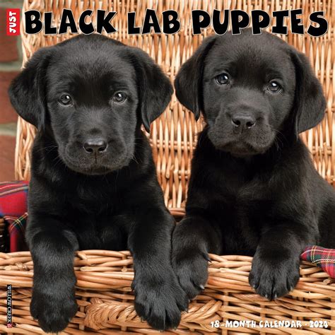 Willow Creek Press Black Lab Puppies Monthly 2024 Wall