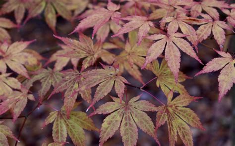 Acer Palmatum Japanese Maple Japanese Maple Cultivars North Carolina Extension Gardener