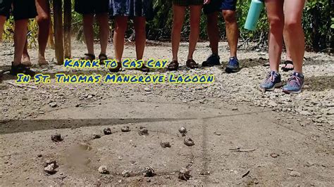 Hermit Crab Race At Cas Cay St Thomas Usvi Youtube