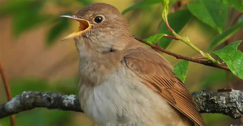 Why Are Birds Chirping at Night? The Surprising Truth Behind This ...