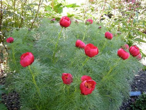 Paeonia Tenuifolia Fernleaf Peony Dillpion Tr Dg Rd