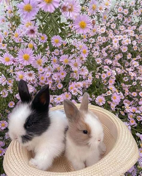 Pin By Karola II On Mignon Mignon Cute Bunny Pictures