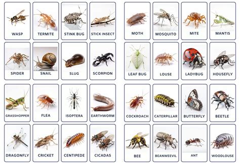 32 Insects Flash Cards Montessori Flash Cards Preschool Activity