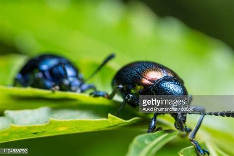 Blue Beetle Insect Photos and Premium High Res Pictures - Getty Images