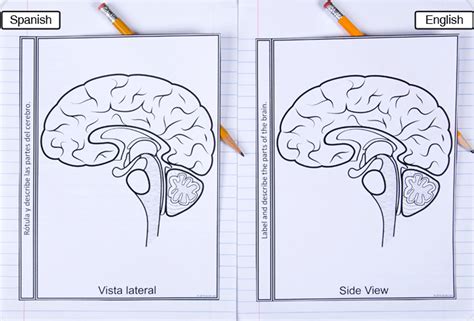 Parts of the Brain: Diagram - dzdownloadablefoldables