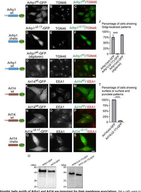 Figure From The Amphipathic Helices Of Arfrp And Arl Are