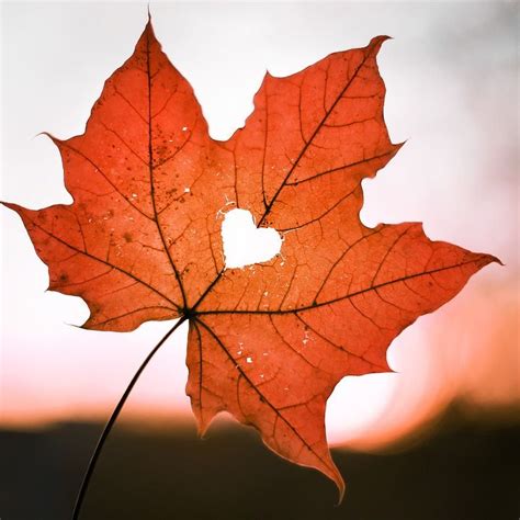 A Red Leaf Is Shown With The Sun In The Background