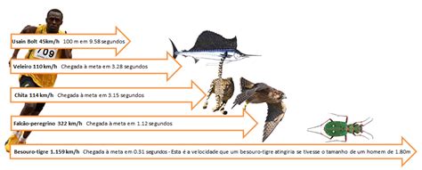 Qual O Animal Mais Veloz Do Mundo - Mundo animal: Os animais mais velozes do mundo!