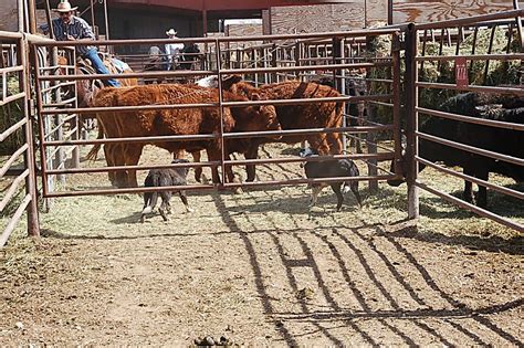 Local livestock auction markets – Lifeblood of the livestock industry ...