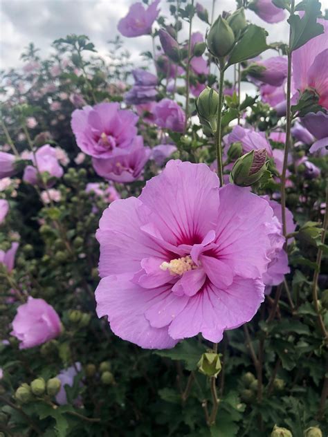 Hibiscus Syriacus Rose Of Sharon First Editions® Tahiti™ Dr Snell