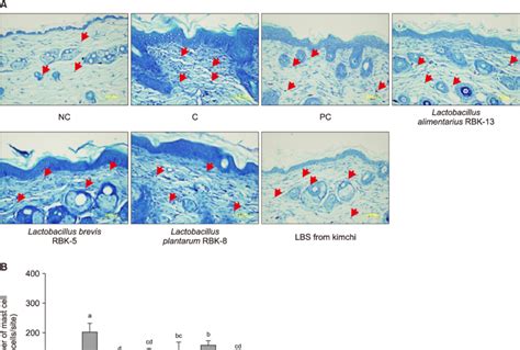 Effect Of Lactobacillus Bacteria And Lactic Acid Bacteria Mixture On