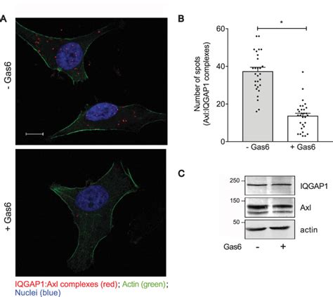 Effect Of Gas On The Interaction Between Iqgap And Axl A