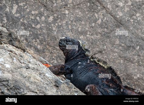 Galapagos Marine Iguana Amblyrhynchus Cristatus Stock Photo Alamy