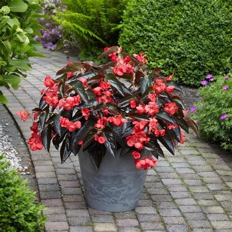 Begonia Dragon Wing Begonia Garden Center Marketing