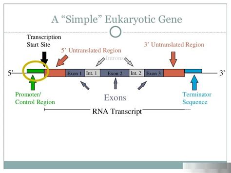 Gene Regulation Eukaryotes