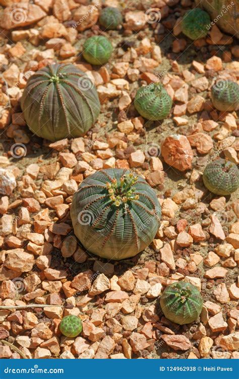 Euphorbia Obesa Stock Photo Image Of Nature Cyathia 124962938