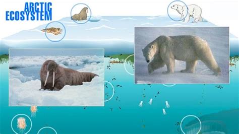 Arctic Ecosystem | Science | Interactive | PBS LearningMedia