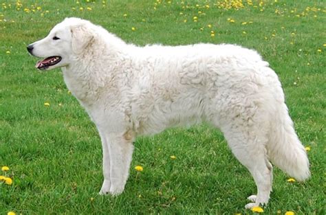 【kuvasz】 ⋆ Fotos Historia Caracteristicas Salud Y Cuidados