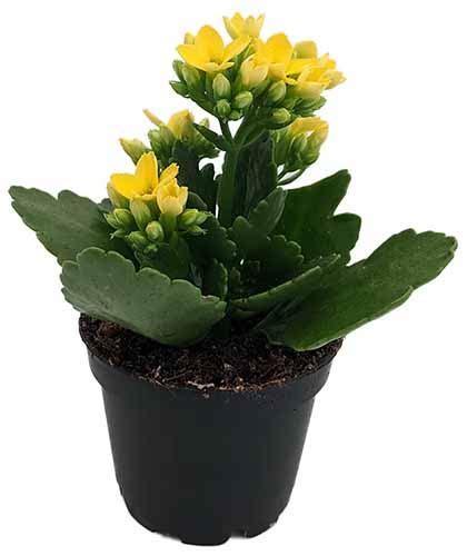 How To Grow And Care For Kalanchoe Gardeners Path