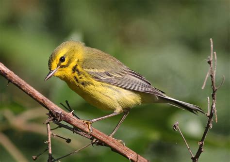 Mark James Pearson Bird Of The Week 8 Prairie Warbler