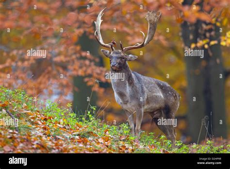 Fallow Deer Cervus Dama Dama Dama Stag During Rut Stock Photo Alamy