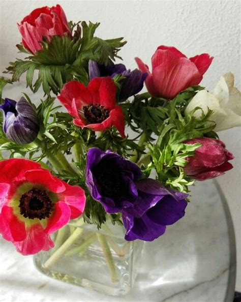 Anemones | Anemone flower, Beautiful flowers, Anemone