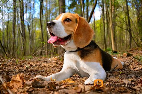 Beagle opis charakter pielęgnacja porady