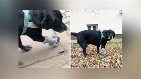 Студент создал протез для собаки на 3D-принтере. Животное привыкло к ...