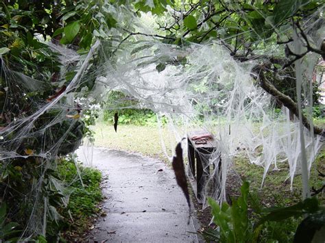 Giant Venomous Extinct Arachnid- Found Surviving in Australia ...