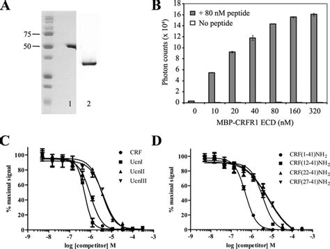 Purification And Function Of The MBP CRFR1 ECD H 6 Fusion Protein A