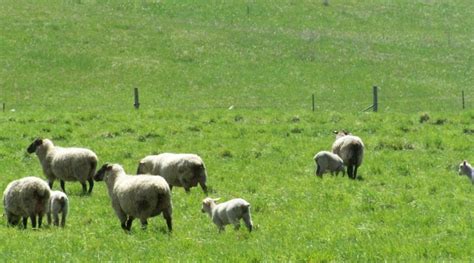 Penn State Extension Hosts Sheep Goat Pasture And Grazing Management