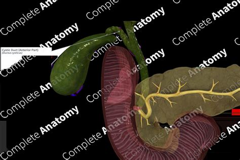 Cystic Duct (Anterior Part) | Complete Anatomy