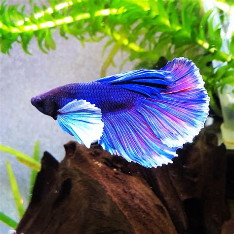 Betta Elephant Ear