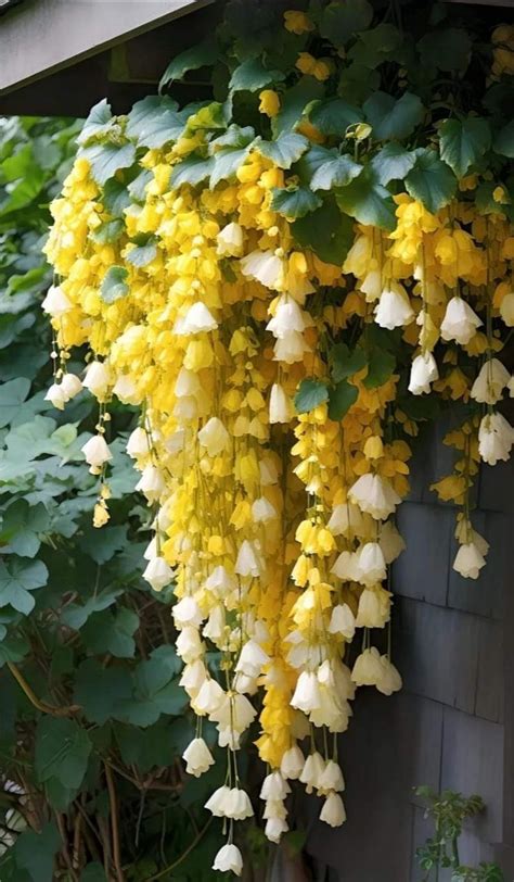 Yellow And White Flowers Growing On The Side Of A Building With Green