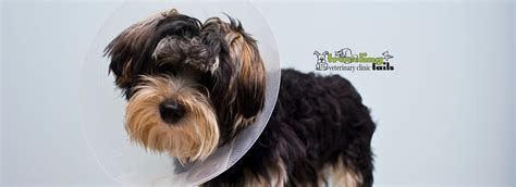 All You Need To Know About Spaying And Neutering Your Dog Traveling