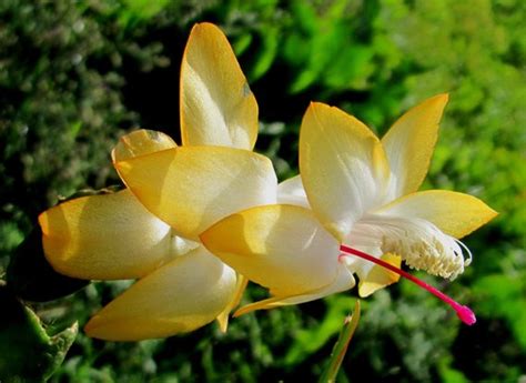 Christmas Cactus Schlumbergera Thansgiving Cactus House Plant Outono