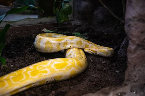 Zoológico San Juan de Aragón - Zooaventuras Chapultepec