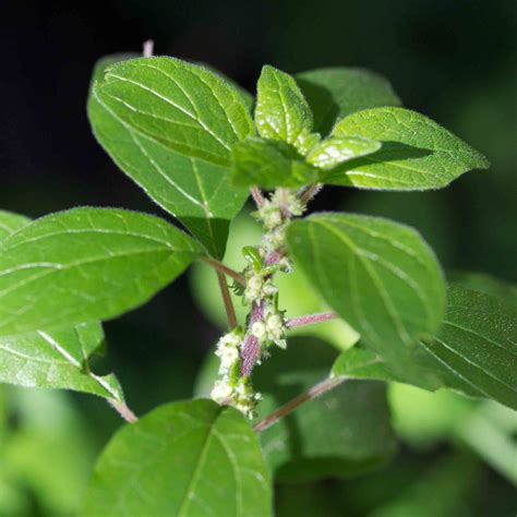 Urticaceae – MonFlora