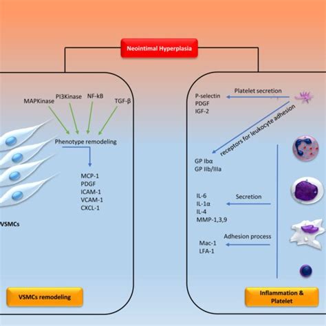 Neointimal Hyperplasia Is The Key Reason For In Stent Restenosis A