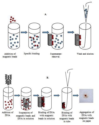 A Washing Protocol For The Magnetic Beads B Aggregation Process Of Download Scientific