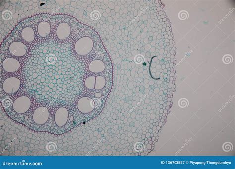 Monocot Stem Cross Section