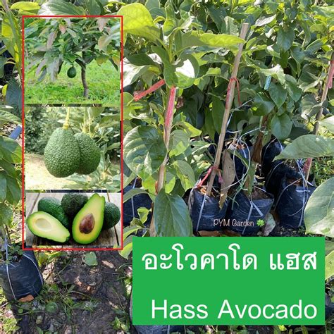 ต้นอโวคาโด พันธุ์แฮส Hass Avocado ทาบกิ่ง Approach Grafting ปลูก1ปี ติดลูก สูง70 80เซนติเมตร