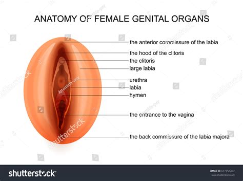 Vector Illustration Anatomy Female Genital Organs Stockvector Rechtenvrij 617158457