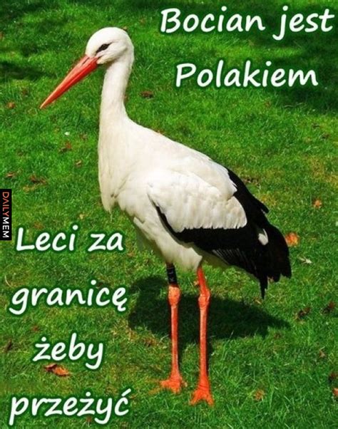 Bocian Jest Polakiem Najlepsze Memy W Internecie Dailymem Pl