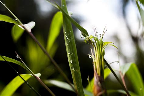 Planta Naturaleza Hoja Al Aire Foto Gratis En Pixabay Pixabay