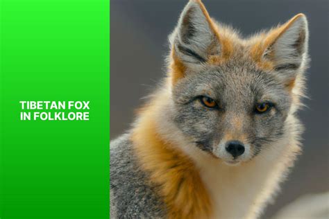 Unveiling The Myth And Symbolism Of The Tibetan Fox In Folklore